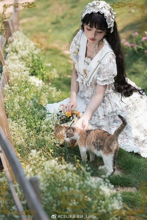 洋甘菊猫咪